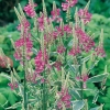 Physostegia virginiana 'Variegata'