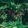 Podophyllum hexandrum con frutti