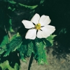Podophyllum hexandrum dettaglio fiore