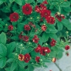 Potentilla 'Monsieur Rouillard'