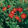 Potentilla 'William Rollisson'