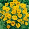 Potentilla 'Yellow Queen'