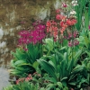 Primula japonica