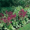 Primula japonica 'Miller's Crimson'