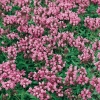 Prunella grandiflora 'Rosea'