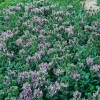 Prunella grandiflora 'Loveliness'