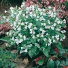 Pulmonaria officinalis 'Sissinghurst White'