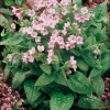 Pulmonaria saccharata 'Dora Bielefeld'