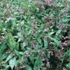 Pulmonaria saccharata 'Margery Fish'