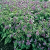 Pulmonaria saccharata 'Mrs Moon'