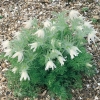 Pulsatilla vulgaris 'Alba'