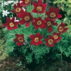 Pulsatilla vulgaris 'Rubra'