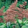 Rodgersia pinnata 'Superba' dettaglio