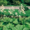 Rodgersia podophylla