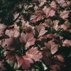 Rodgersia podophylla dettaglio fogliame in autunno