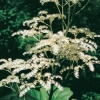 Rodgersia sambucifolia dettaglio