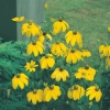 Rudbeckia nitida 'Herbstsonne' dettaglio