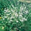 Salvia argentea dettaglio fioritura bianca