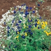 Salvia chamaedryoides dettaglio