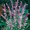 Salvia leucantha dettaglio