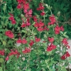 Salvia microphylla dettaglio