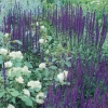 Salvia nemorosa 'Caradonna'