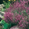 Salvia nemorosa 'Rose Queen'