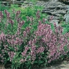 Salvia officinalis in fioritura