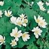 Sanguinaria canadensis