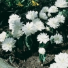 Sanguinaria canadensis 'Multiplex'