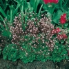 Saxifraga x urbium 'Clarence Elliott' ('Elliott's Variety')