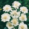 Scabiosa caucasica 'Alba'