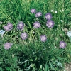 Scabiosa caucasica 'Clive Greaves'