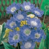 Scabiosa caucasica 'Fama'