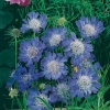 Scabiosa caucasica 'Nachtfalter'