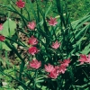 Schizostylis coccinea 'Viscountess Byng'