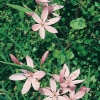 Schizostylis coccinea 'Mrs Hegarty'