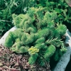 Sedum reflexum 'Cristatum'