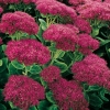 Sedum spectabile 'Carmen'