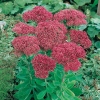 Sedum spectabile 'Septemberglut'