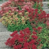 Aiuola di Sedum spurium