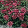 Sedum spurium 'Fuldaglut'