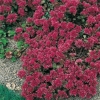 Sedum spurium 'Schorbuser Blut'