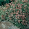 Sedum spurium 'Variegatum'