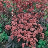 Sedum telephium 'Hester'