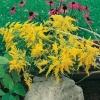 Solidago 'Goldenmosa'