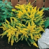 Solidago 'Strahlenkrone'