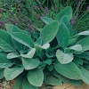 Stachys byzantina 'Big Ears'