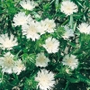 Stokesia laevis 'Alba'