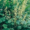 Tellima grandiflora dettaglio